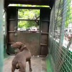 80 साल की सुशीला की जान लेने वाला पिटबुल अब पिंजरे में, 4 एक्सपर्ट करेंगे रिसर्च