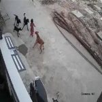 कुत्ते ने 5 साल की बच्ची को मार डाला: घर से सामान लेने निकली थी
