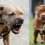 हरियाणा सरकार का डॉग लवर्स को झटका: कुत्ता पालने का लाइसेंस लेना होगा