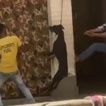 कुत्ते को फांसी पर लटकाया, बीमार था इसलिए मालिक ने युवकों से हत्या करा दी