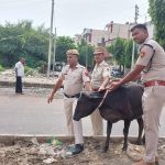 सड़क दुर्घटनाओं से बचाव के लिए यातायात पुलिस का प्रयास: आवारा पशुओं के गले में बांधे रिफ्लेक्टर