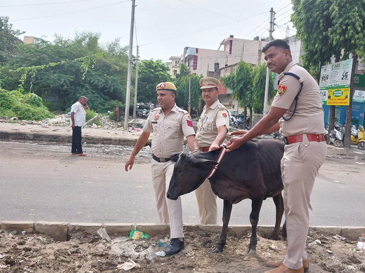 सड़क दुर्घटनाओं से बचाव के लिए यातायात पुलिस का प्रयास: आवारा पशुओं के गले में बांधे रिफ्लेक्टर