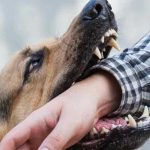गाजियाबाद-नोएडा में डॉग अटैक के रोजाना 400 केस: रिटायर्ड IAS को काटा, सड़कों पर सवा लाख आवारा कुत्ते