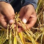Basmati Rice - Wholesale Price & Mandi Rate