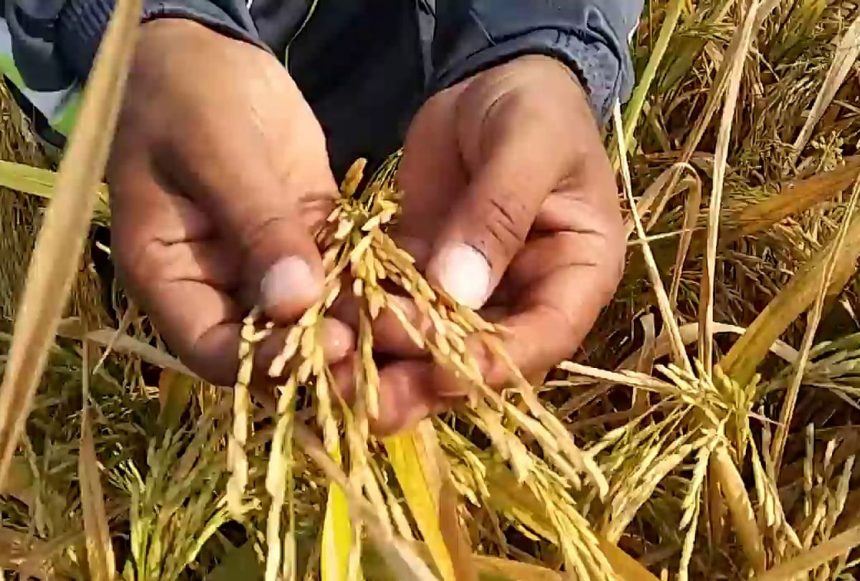 Basmati Rice - Wholesale Price & Mandi Rate