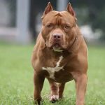 Import-breeding of 23 dog breeds may be banned: Pitbull and Rottweiler are also included in these.