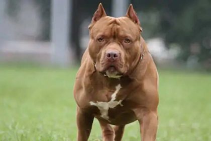 Import-breeding of 23 dog breeds may be banned: Pitbull and Rottweiler are also included in these.