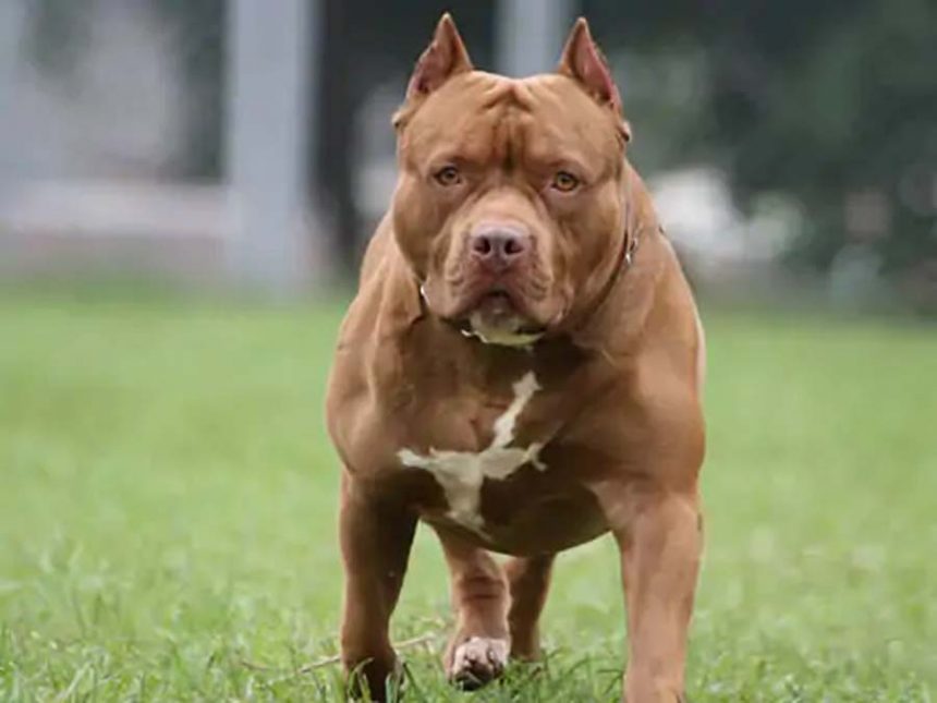 Import-breeding of 23 dog breeds may be banned: Pitbull and Rottweiler are also included in these.