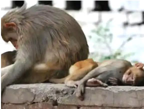 Dead bodies of 30 monkeys found in water tank of Telangana: Dead bodies kept floating in the tank for 10 days