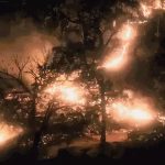 Fire broke out in the forests of Uttarakhand for 4 days: 1780 acres of forest affected in 11 districts