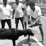 Goat slaughtered wearing Annamalai's picture in Tamil Nadu