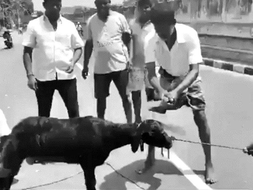 Goat slaughtered wearing Annamalai's picture in Tamil Nadu