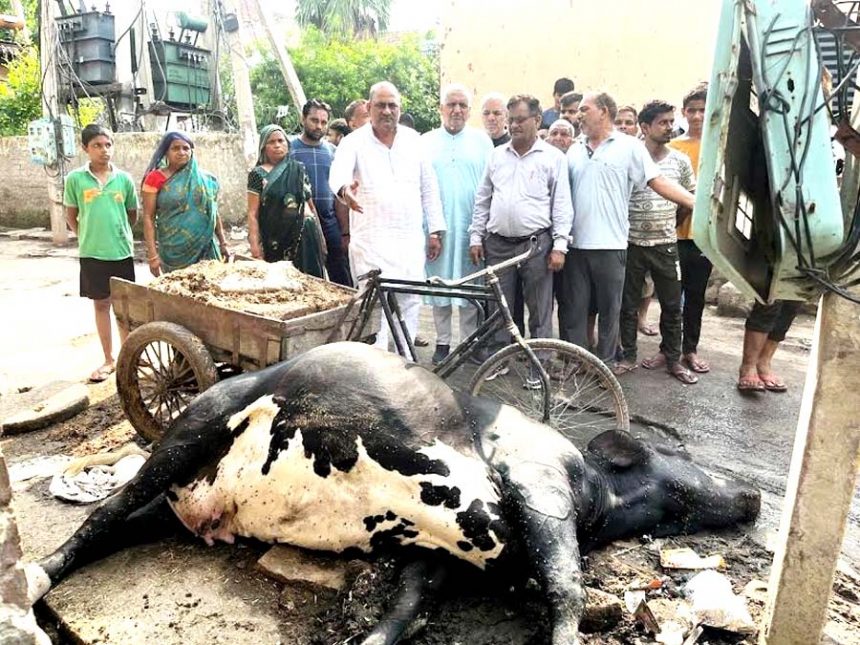 Cows are facing misery under BJP government: Baljit Kaushik