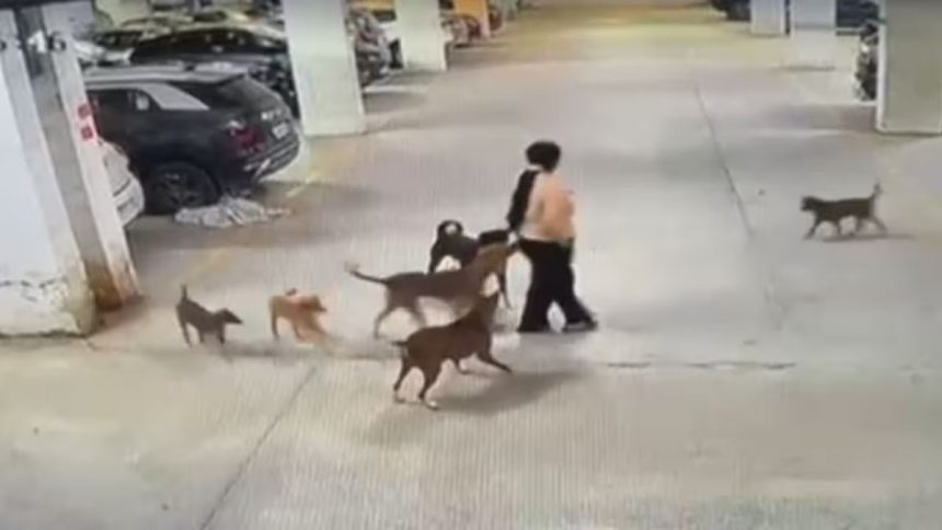 Pune rape accused hiding in sugarcane fields, drone-detection dogs deployed