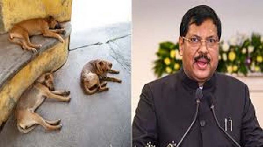 Will reconsider the case of stray dogs: CJI Gavai