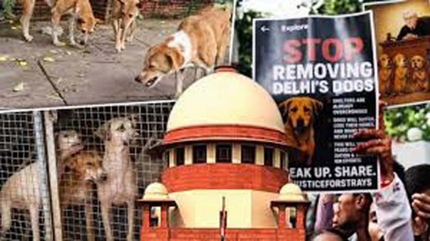 SC reserves verdict on stray dogs: Defence side said - there should be a solution