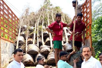 250 twenty feet tall Terminalia plants replanted in Block D2 to save the environment.
