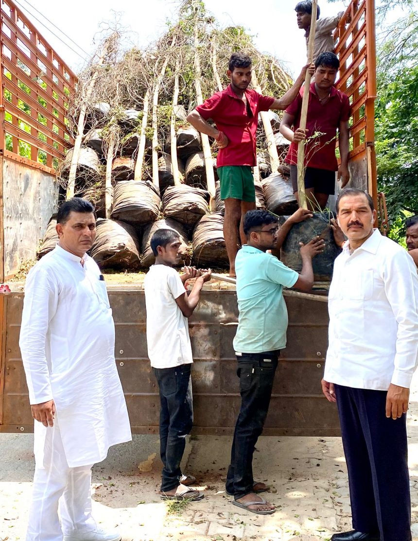 250 twenty feet tall Terminalia plants replanted in Block D2 to save the environment.