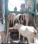 Municipal Corporation Faridabad caught 59 cattle and sent them to Gaushala