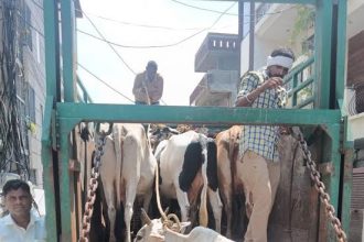 Municipal Corporation Faridabad caught 59 cattle and sent them to Gaushala