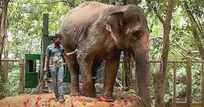 Supreme Court gives clean chit to Ambani's Vantara: Said- Buying and selling of animals is legal