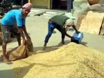 Record arrival of crops in the grain market, farmers gathered in large numbers