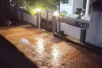 A pride of 8 lions entered the village of Pedwada in Gujarat; they roamed the streets of the village all night.