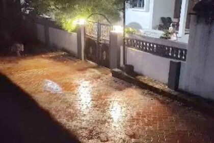 A pride of 8 lions entered the village of Pedwada in Gujarat; they roamed the streets of the village all night.