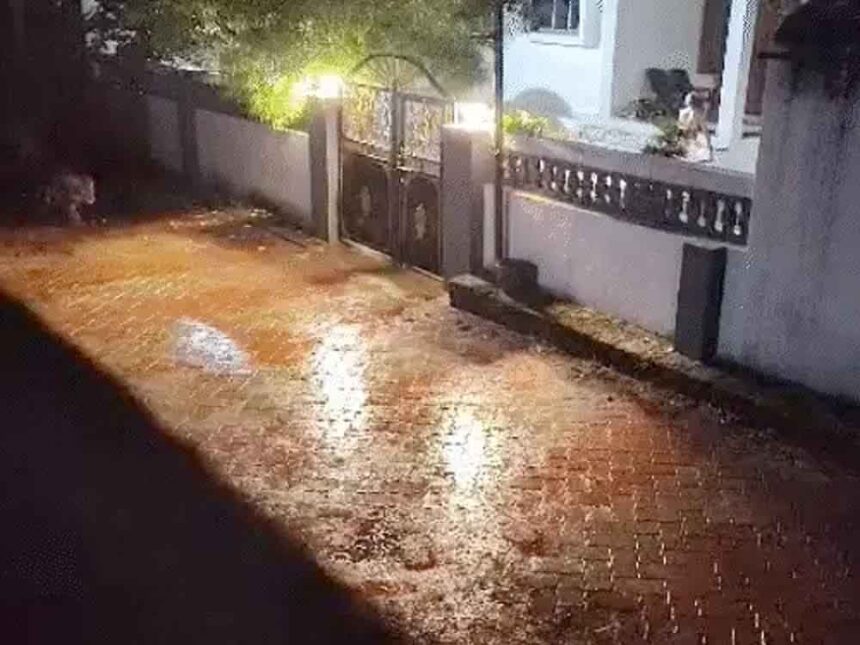 A pride of 8 lions entered the village of Pedwada in Gujarat; they roamed the streets of the village all night.