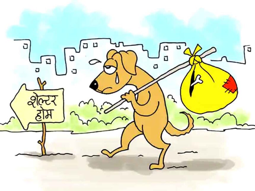 Supreme Court orders removal of stray dogs from schools and hospitals