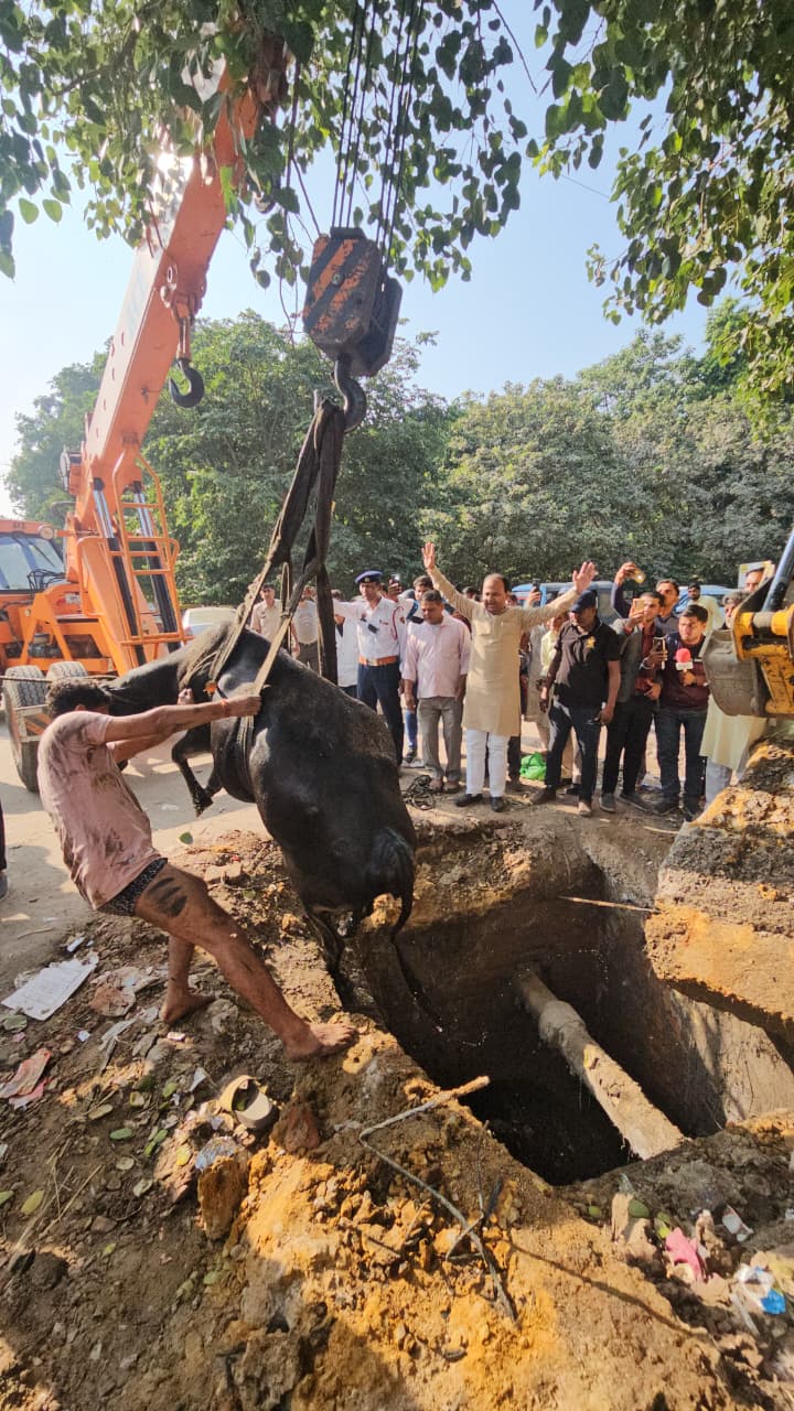 Mother cow was saved due to the efforts of Sumit Gaur and other cow devotees.