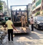 The corporation captured 25 cattle and took them to the cow shelter.