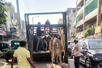 The corporation captured 25 cattle and took them to the cow shelter.