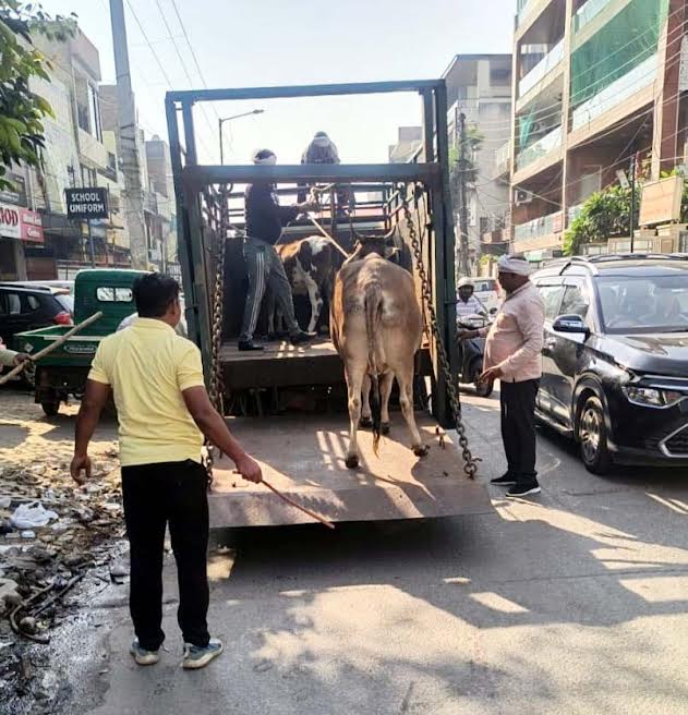The corporation captured 25 cattle and took them to the cow shelter.