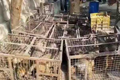 Corporation's 'soft' action: 40 unruly monkeys were caught, fed jaggery and gram and released into a distant forest.