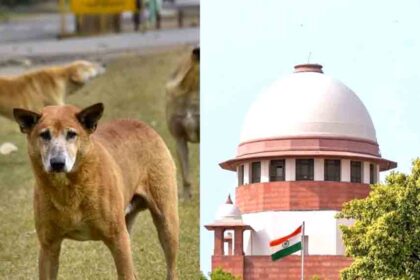 The Supreme Court said: How long will people have to suffer because of dogs?