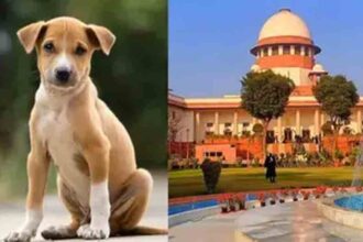 The Supreme Court said that substantial compensation will be fixed for dog bites.