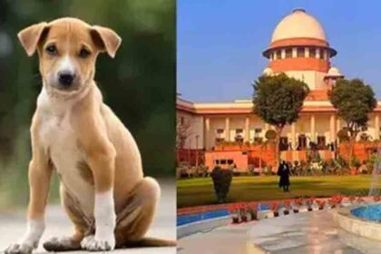 The Supreme Court said that substantial compensation will be fixed for dog bites.
