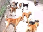 Murder in the name of 'dog-free village': 1600 dogs killed in Telangana