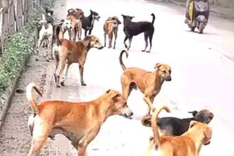 Murder in the name of 'dog-free village': 1600 dogs killed in Telangana