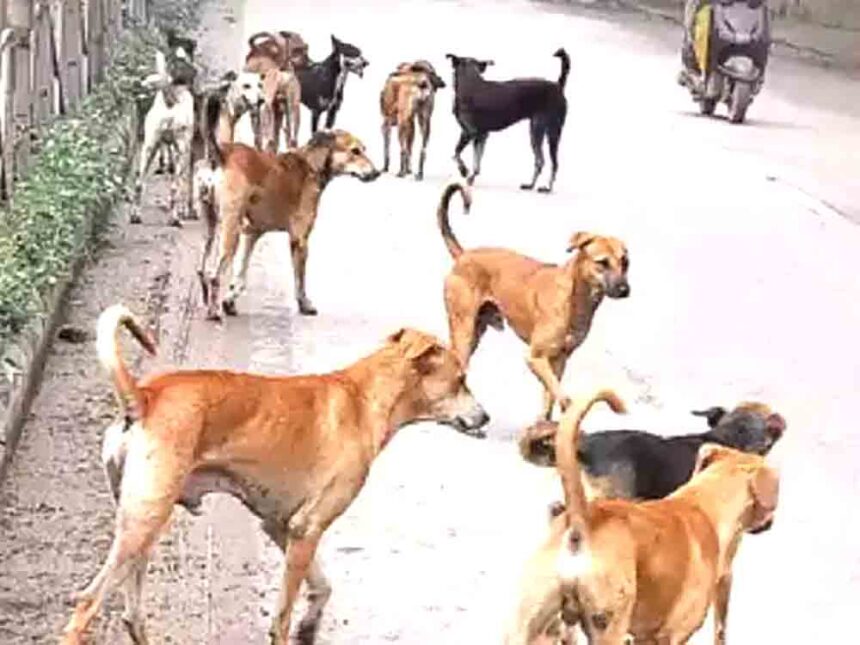 Murder in the name of 'dog-free village': 1600 dogs killed in Telangana