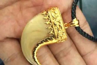 Leopard's nail is being attached to a gold chain: A status symbol in Himachal