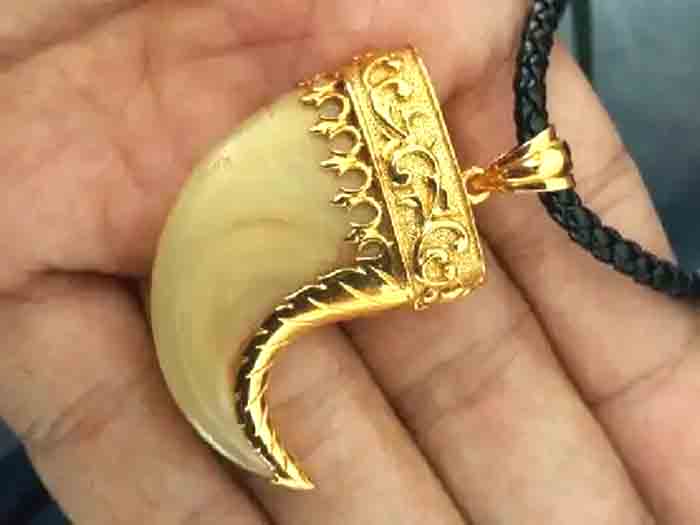 Leopard's nail is being attached to a gold chain: A status symbol in Himachal