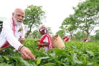PM Modi plucks tea leaves at a tea garden in Assam, takes selfie with women workers