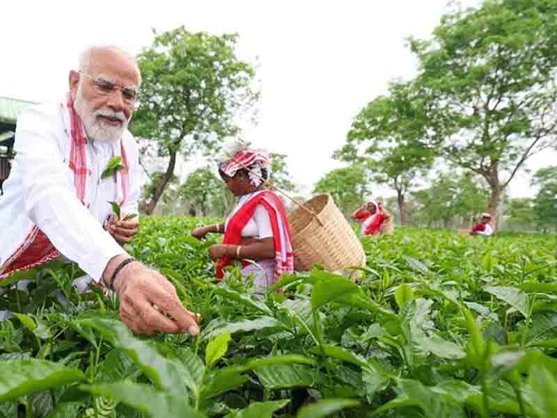 PM Modi plucks tea leaves at a tea garden in Assam, takes selfie with women workers